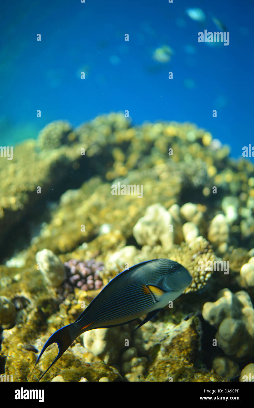 Arabischer Doktorfisch - sehr häufig Fische im Roten Meer mit dem Riff im Hintergrund Stockfoto