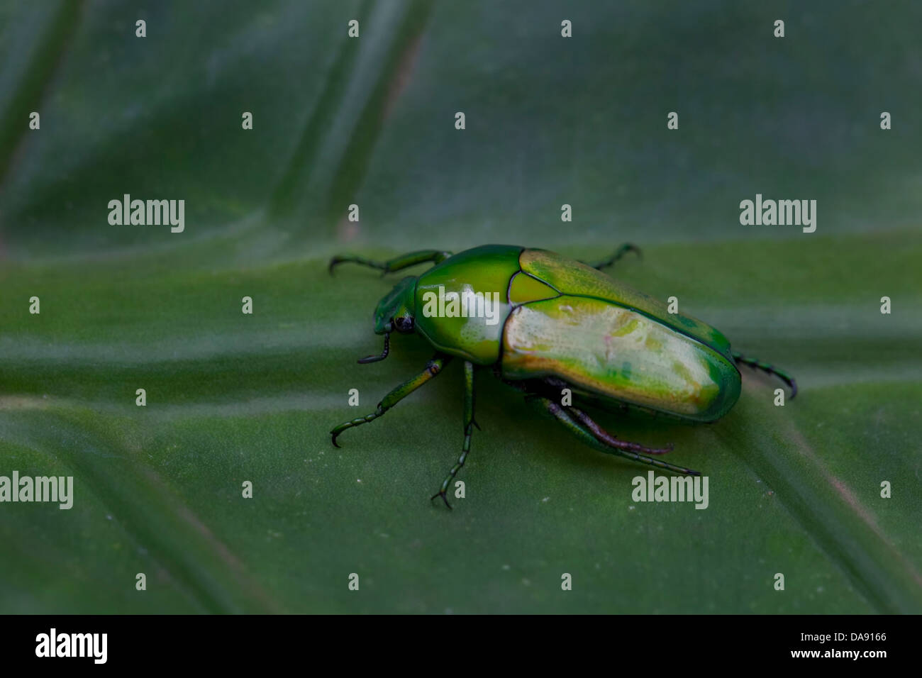 Afrika, Uganda, Ostafrika, schwarzen Kontinent, Perle von Afrika, Great Rift, Natur, Fehler, grün, Insekten, wilde Tiere, Wildnis, Stockfoto