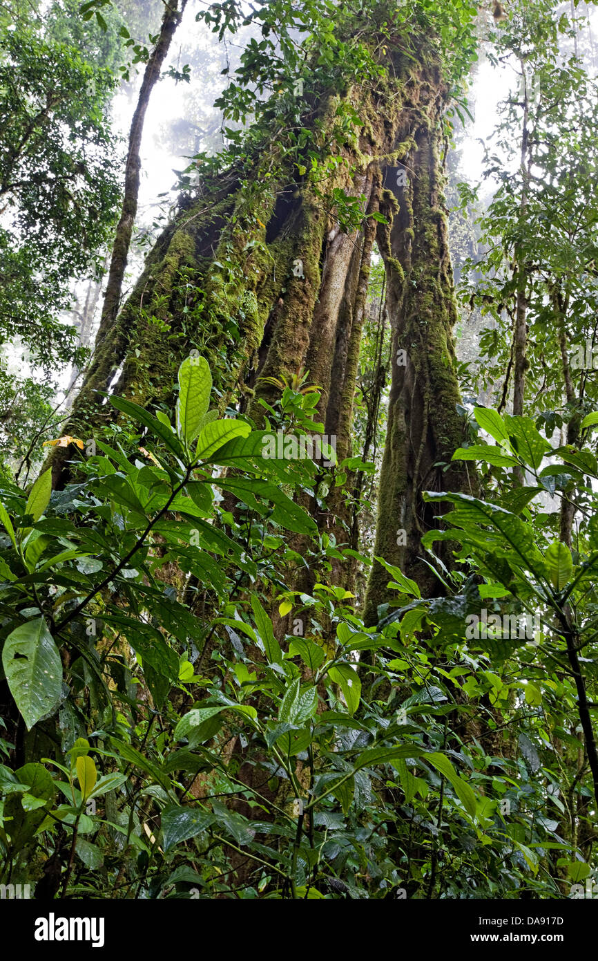 Monteverde Cloud Forest Reserve, Costa Rica Stockfoto