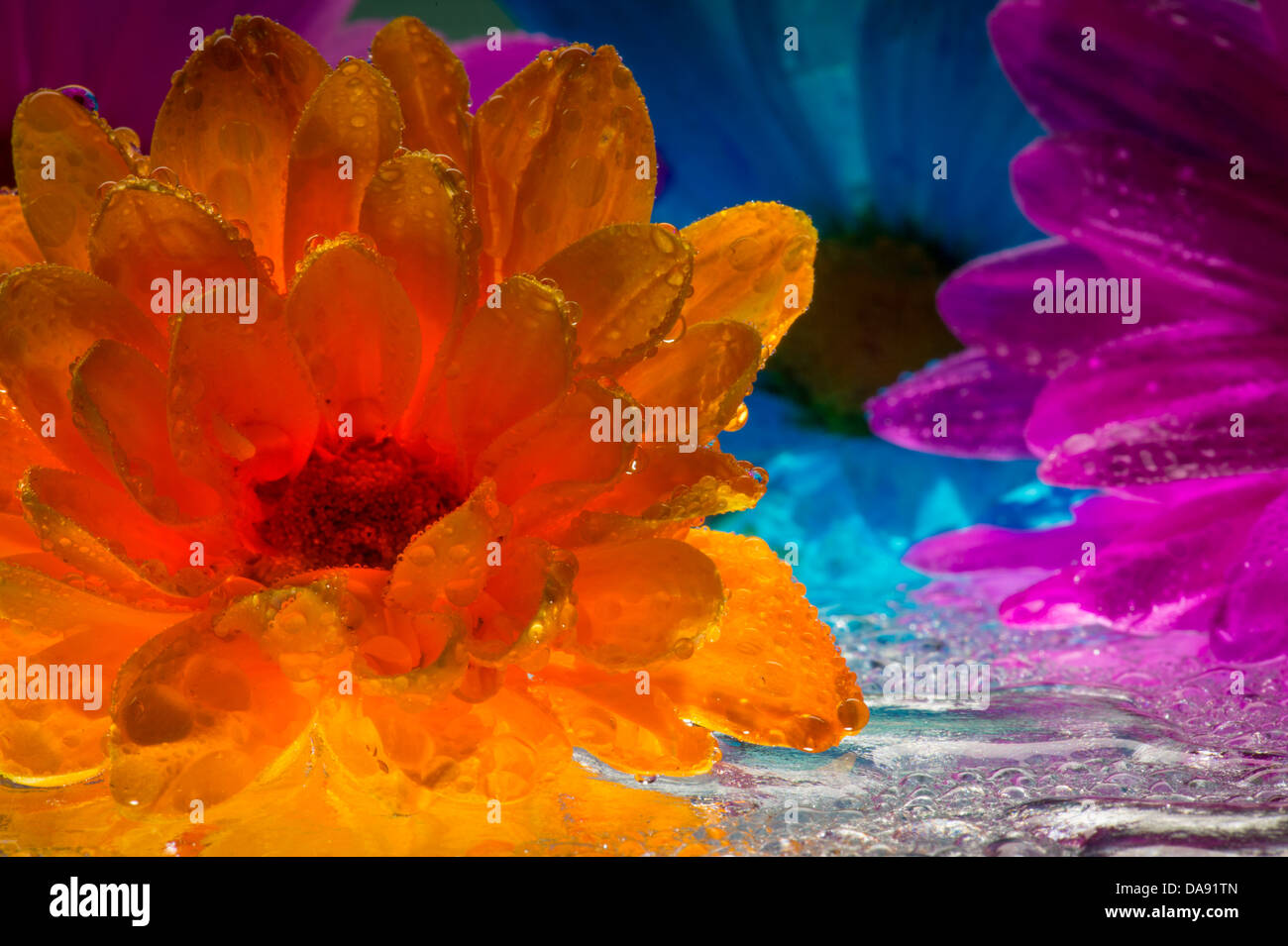Bunte Margeriten-Blüten mit Wassertropfen Stockfoto