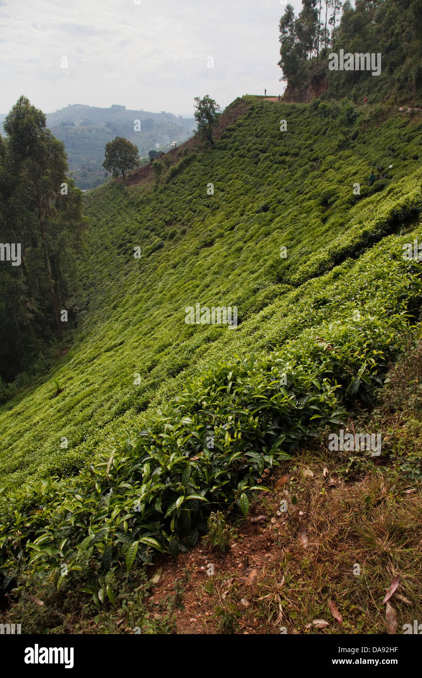 schwarzer Tee, Tee-Plantagen, Pflanzen, Teeländer hinzufügen, ernten,  Afrika, Uganda, Ostafrika, schwarzen Kontinent, Perle Afrikas, G  Stockfotografie - Alamy