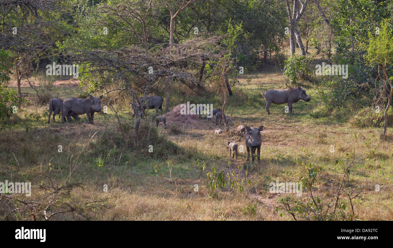 Afrika, Uganda, Ostafrika, schwarzen Kontinent, Afrika, Great Rift, Lake Mburo, Nationalpark, Natur, Wildnis, Wartho Perle Stockfoto