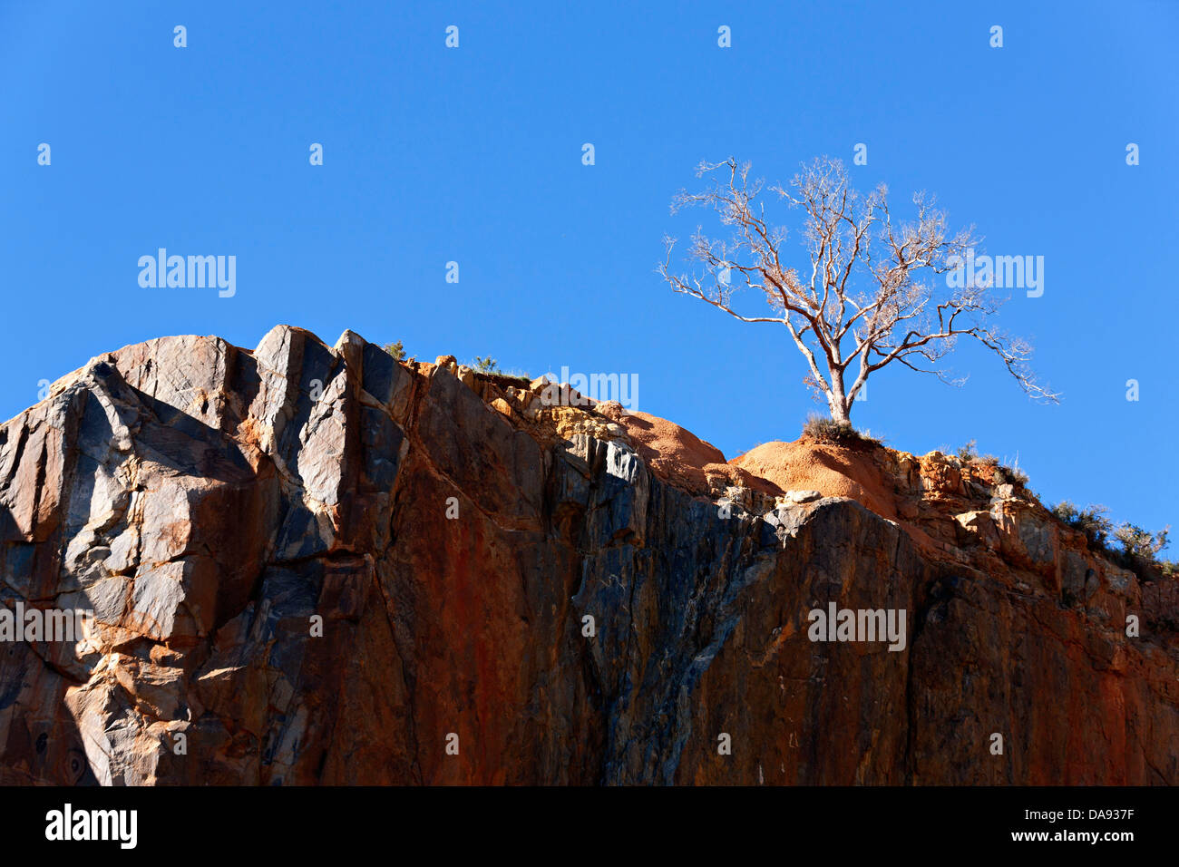 Toten Eukalyptusbaum auf felsige Klippen, Western Australia Stockfoto