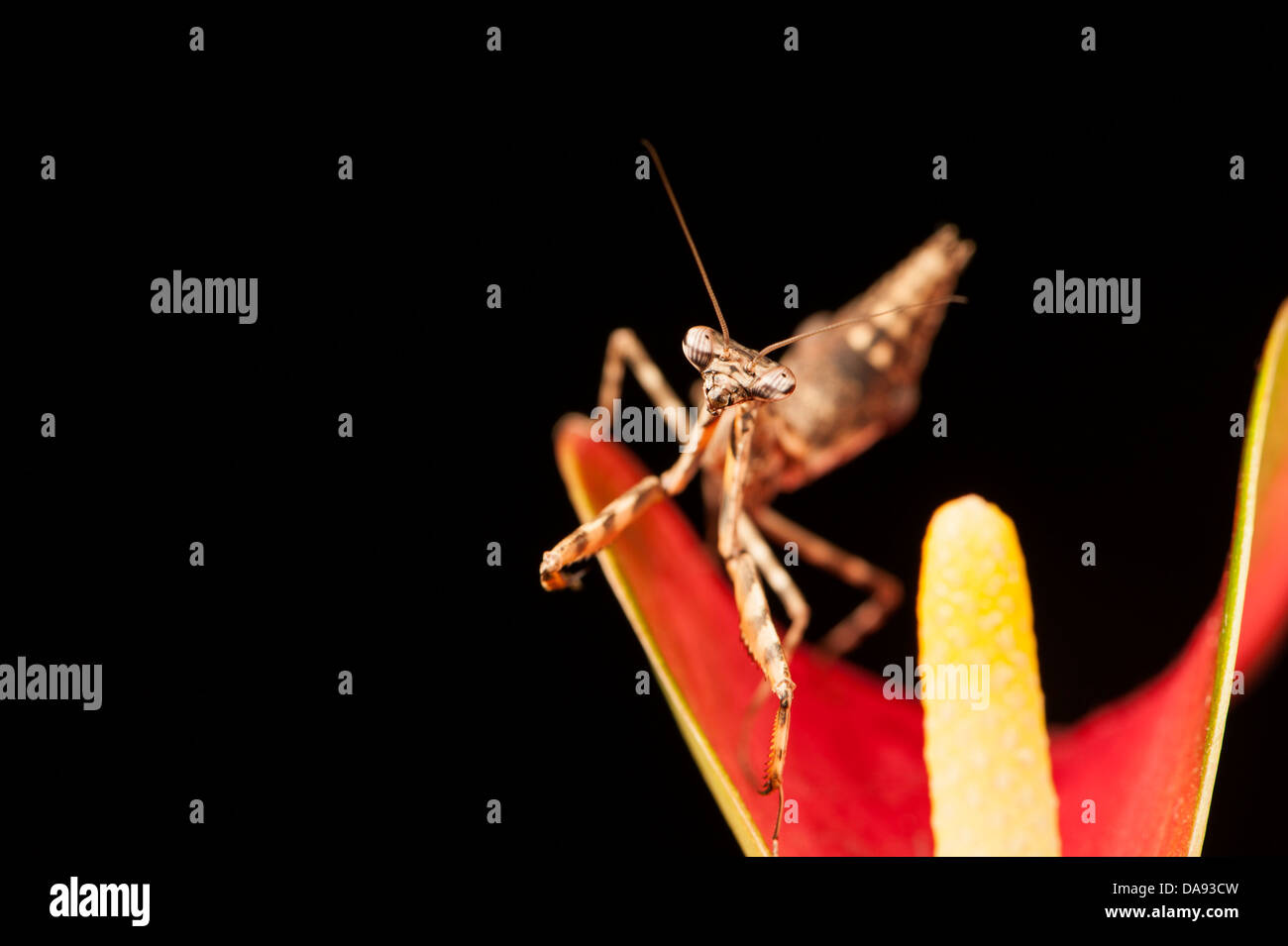 Budwing Mantis Mantodea Stockfoto