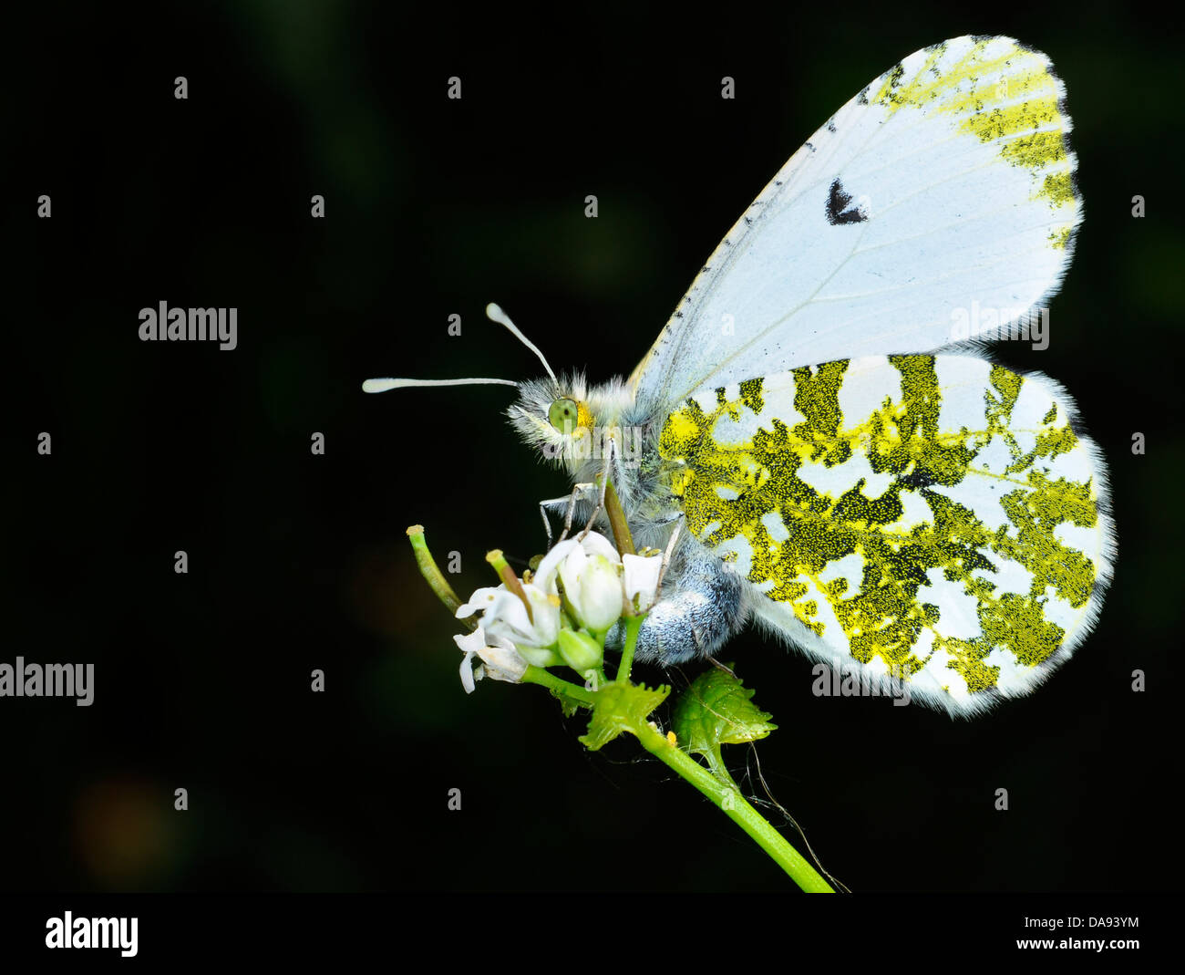 Eine Orange Spitze Schmetterling zeigt seine unter Flügelmuster. Stockfoto