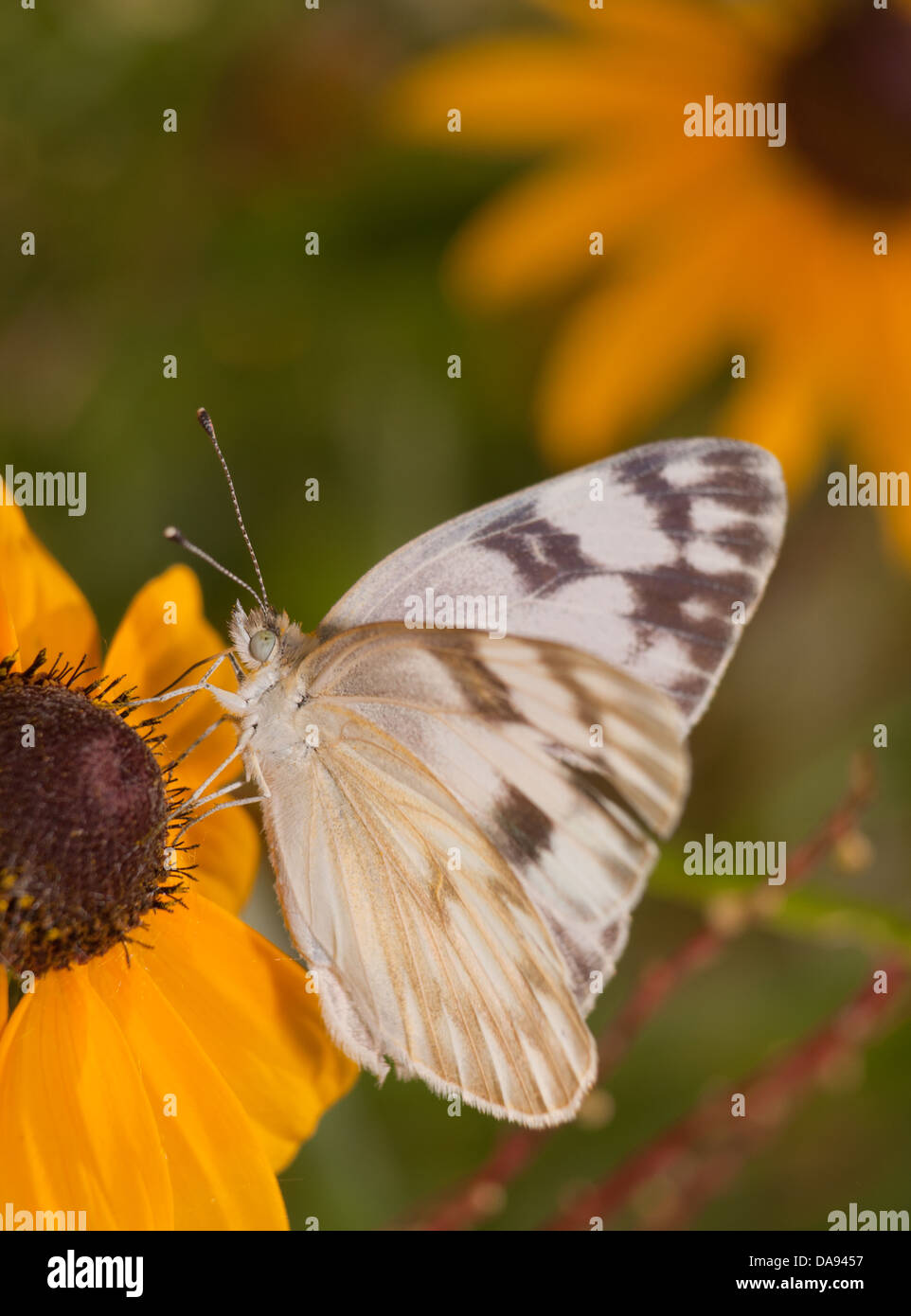 Vertikales Bild eines karierten weißen Schmetterlings Fütterung auf eine Black-Eyed Susan Blume Stockfoto