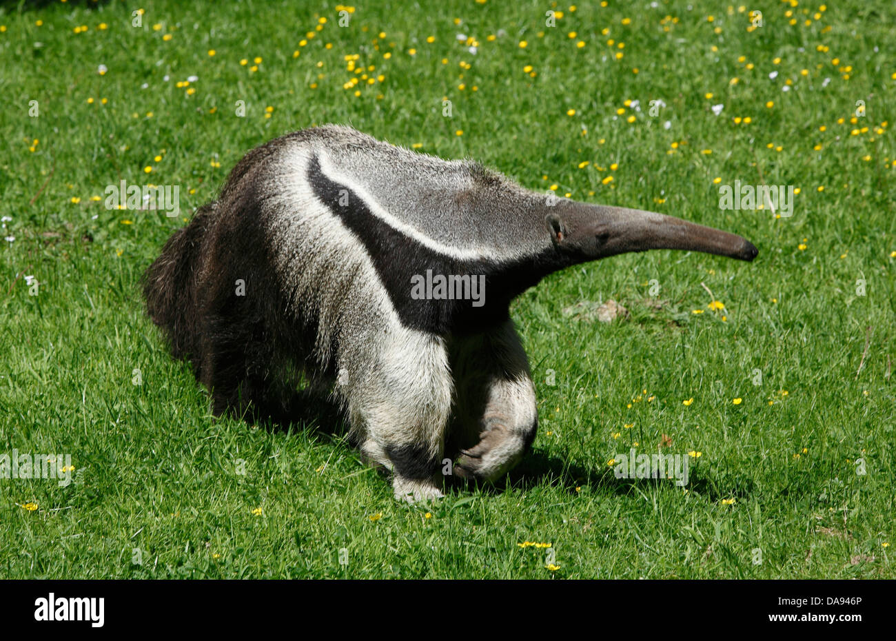 Deutschland, Europa, Dortmund, Ruhrgebiet, Westfalen, Nordrhein Westfalen, NRW, Deutschland, Europa, Dortmund-Brünninghausen, Zoo, ein Stockfoto