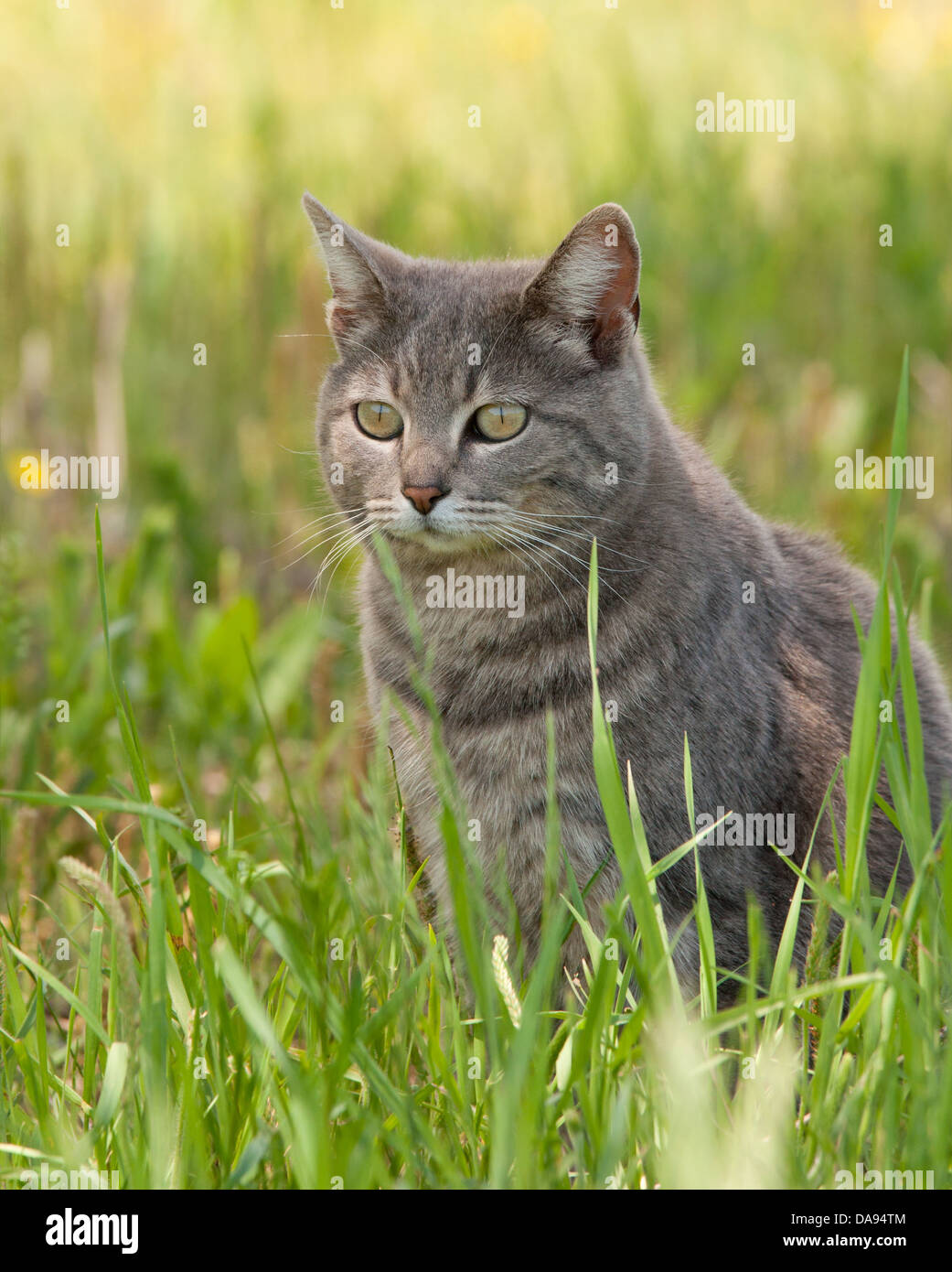 Blau Tabby Katze sitzt im Schatten eines Baumes im Frühjahr Rasen Stockfoto