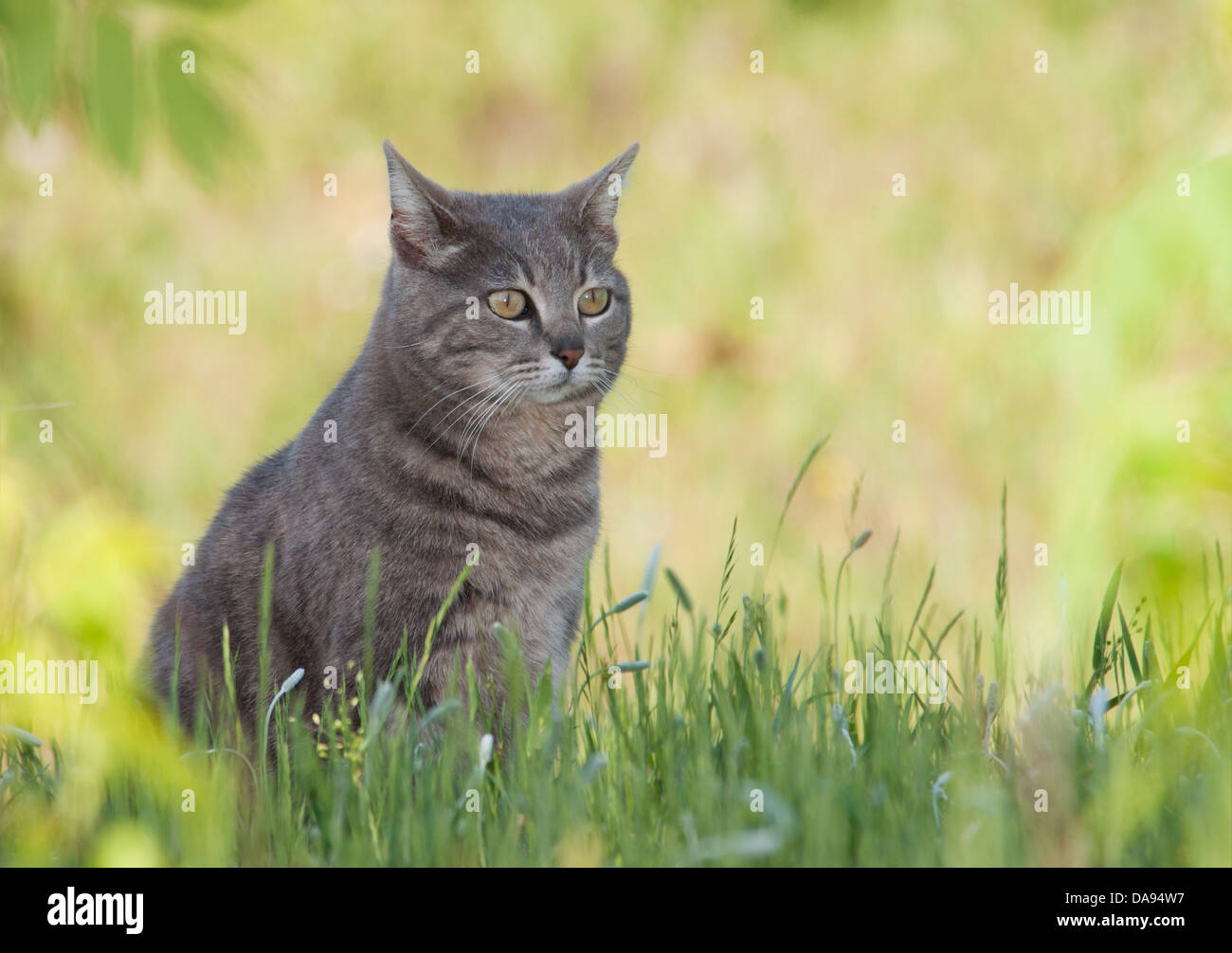 Schöne blau Tabby Katze im Frühjahr Rasen im Schatten sitzen Stockfoto