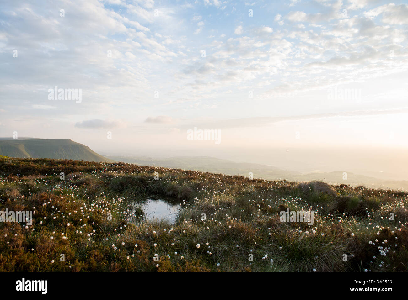 Wollgras am Berg Stockfoto