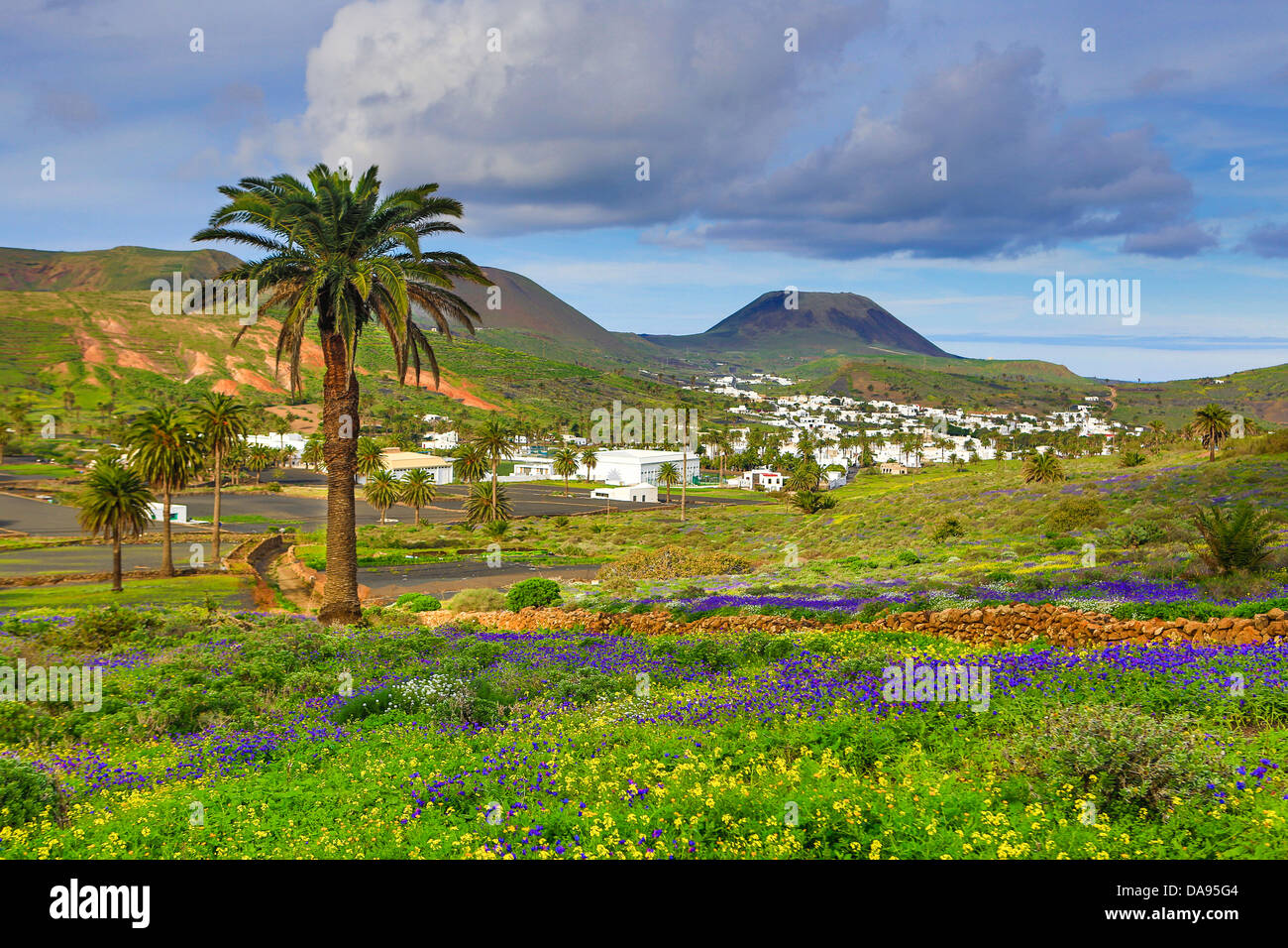 Spanien, Europa, Kanarische Inseln, Haria, Lanzarote, Mague, Dorf, Landwirtschaft, bunt, Blumen, Insel, Landschaft, Palme, Stockfoto