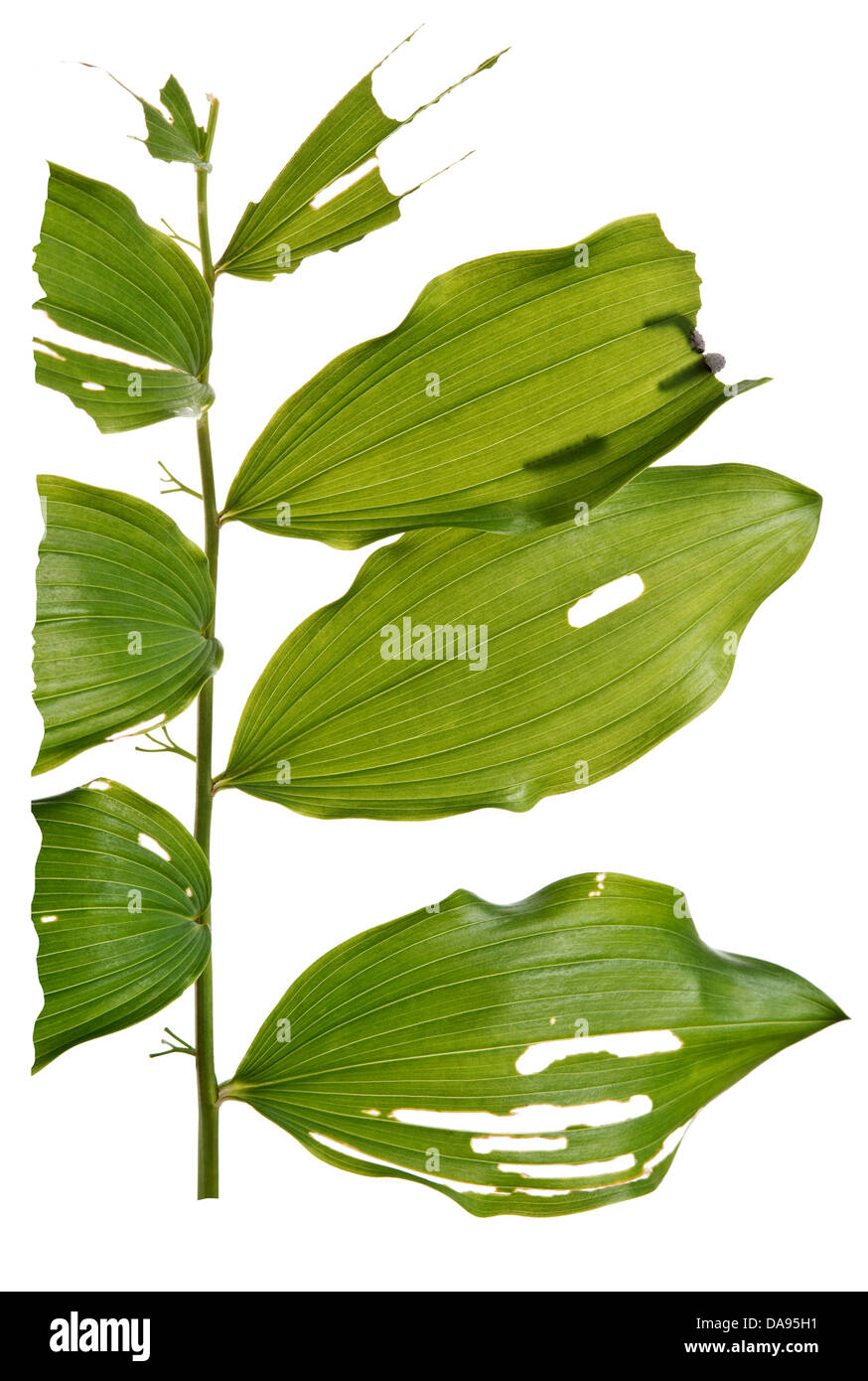 Die Raupe-ähnliche Larvenstadium des Salomonssiegel Blattwespen, Phymatocera Aterrima, frisst die Blätter Salomonssiegel, Polygonatum Stockfoto
