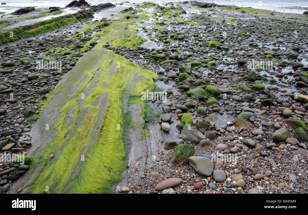 Ulva Intestinalis, eine helle grüne Algen wachsen auf Felsen am Strand. Stockfoto