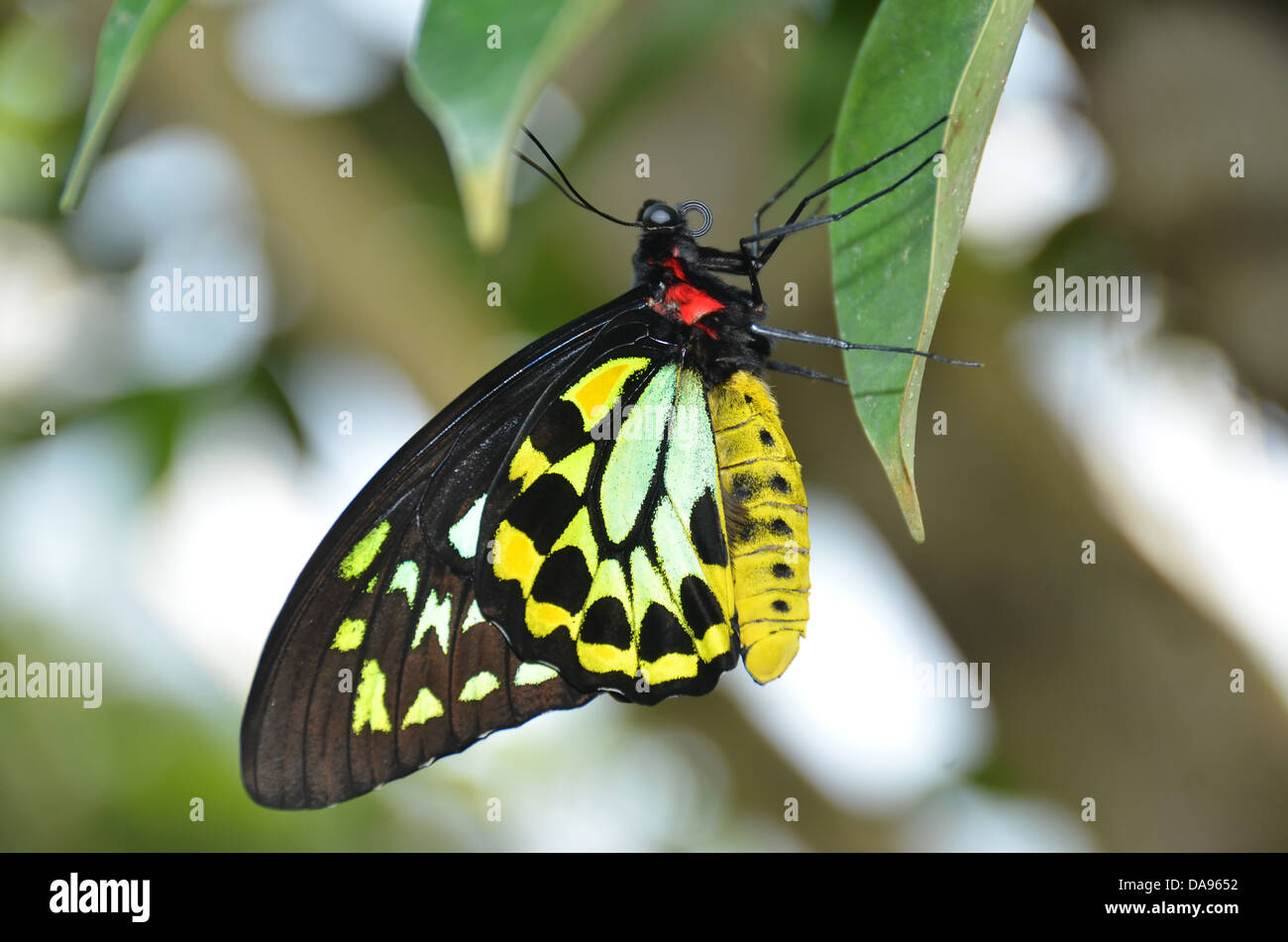gelb grün und schwarz Schmetterling, der Malachit (Siproete Stelenes), ein Mitglied des Pinsels footed, butterfly Familie, nam Stockfoto