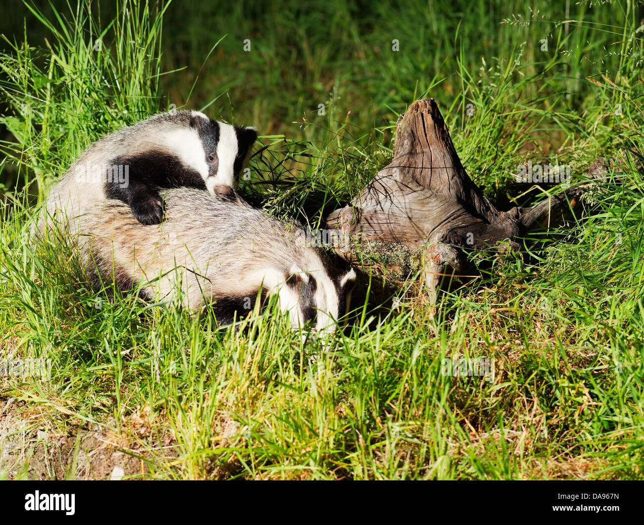 Gut gewachsene Badger Cub spielt mit seiner Mutter in einem schottischen Wald Stockfoto