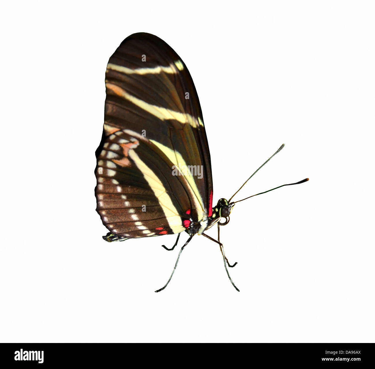 Der Zebra-Schmetterling mit Flügeln gefaltet, vor einem weißen Hintergrund isoliert Stockfoto