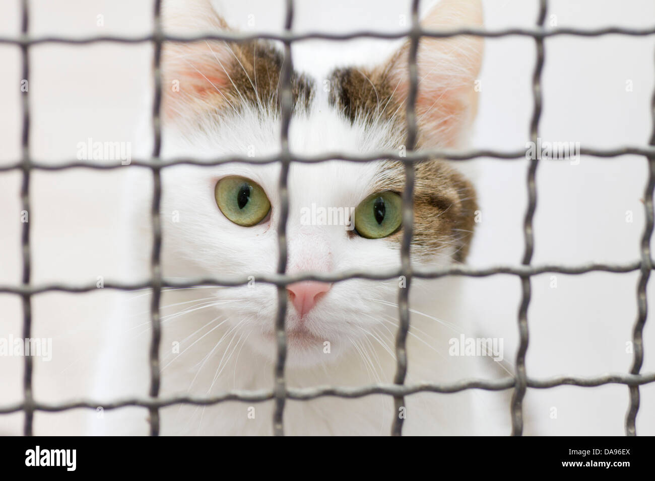 Katze, Tierheim, gefangen, Gefangenschaft, nach Hause, eingesperrt, Gitter, Tierversuch, Veterinärmedizin, Stockfoto