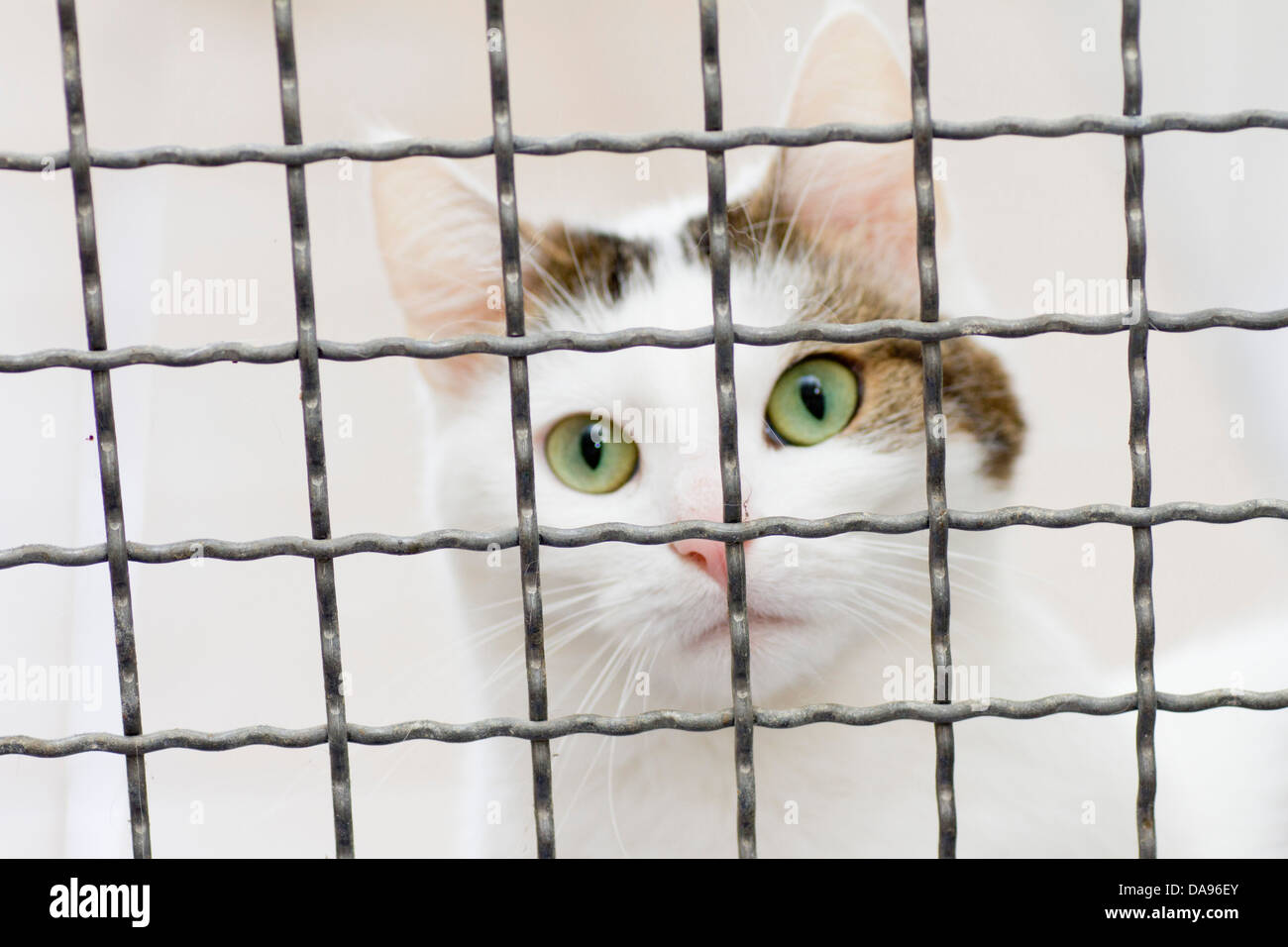 Katze, Tierheim, gefangen, Gefangenschaft, nach Hause, eingesperrt, Gitter, Tierversuch, Veterinärmedizin, Stockfoto