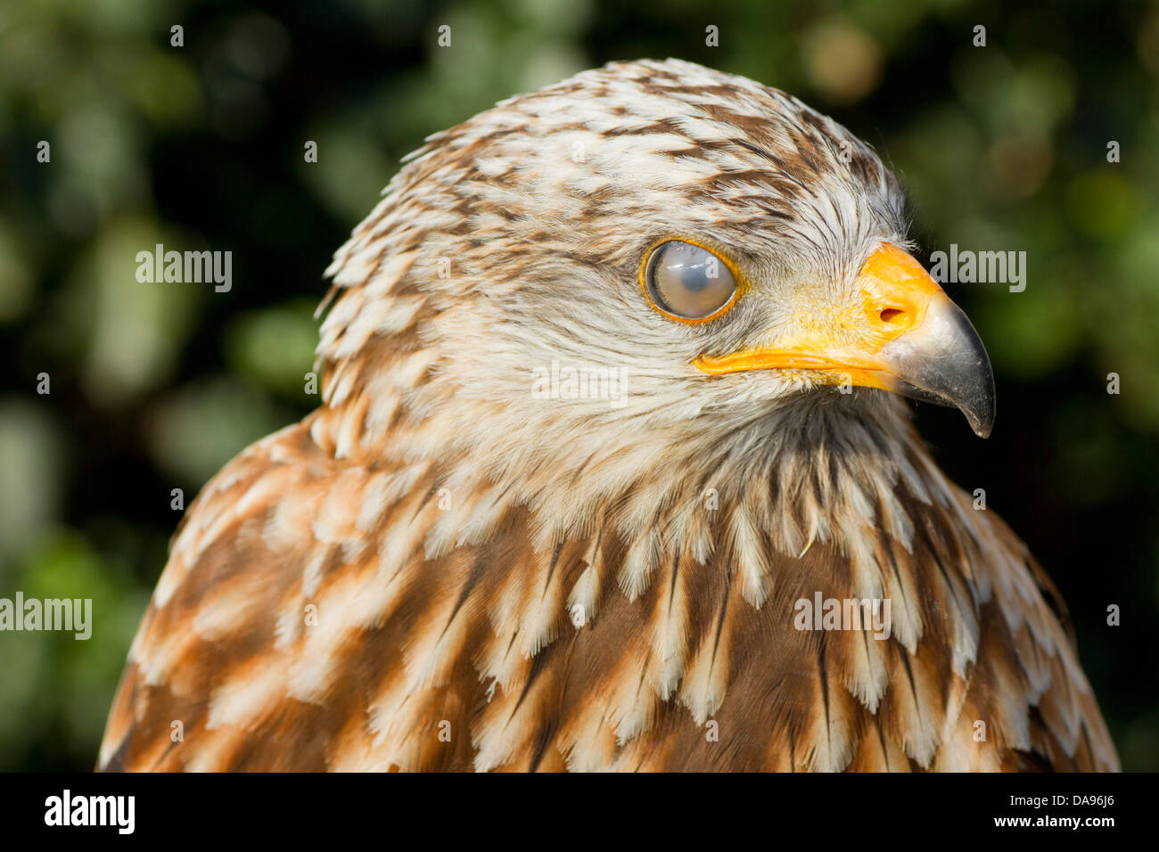 Rotmilan, Kite, Mailand, Milvus Milvus, Raptor, Porträt, Raubvogel, Auge, Blick, Blick, Vogel, Tier, Stockfoto