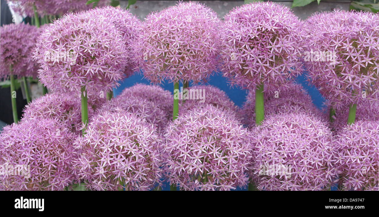 Allium globemaster Stockfoto