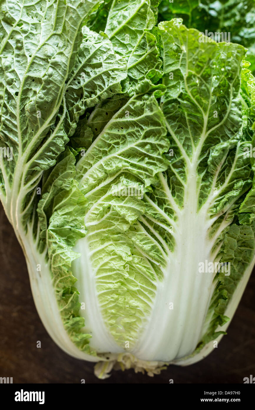 Ohio Chinakohl Stockfoto