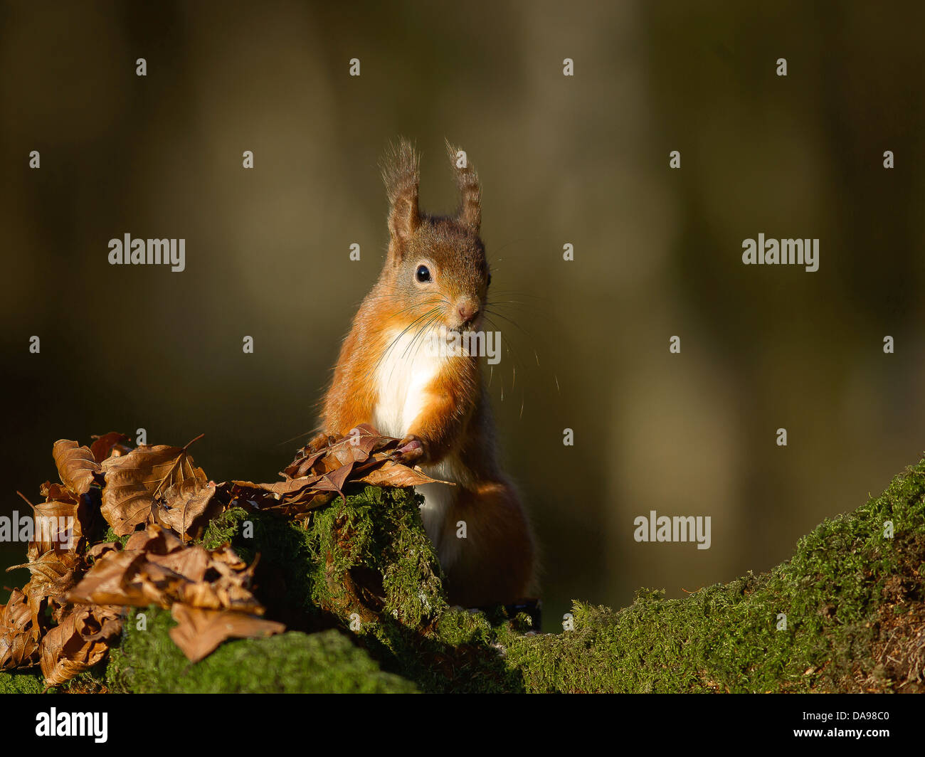 Eichhörnchen thront im Herbst auf Post. Stockfoto