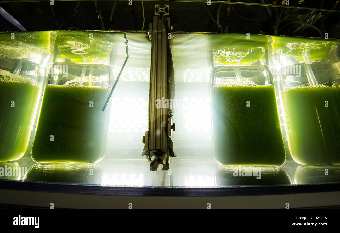 Eine Belastung der Chlorella Algen wächst in einem Zelt-Reaktor entwickelt für den Einsatz als erneuerbarer Brennstoff am National Renewable Energy Laboratory 26. April 2013 in Golden, Colorado. Stockfoto