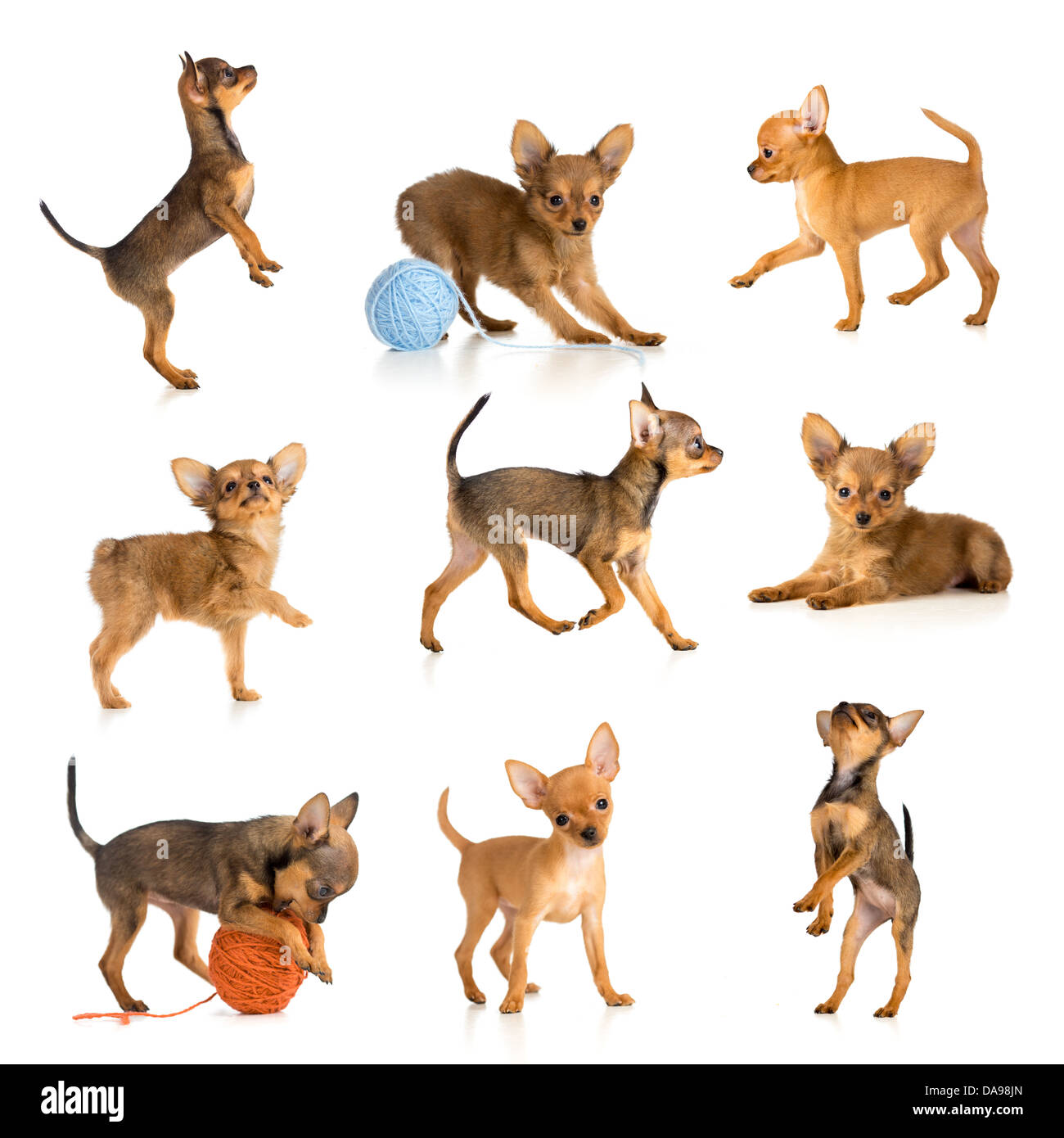 Toy Terrier Sammlung isoliert Stockfoto