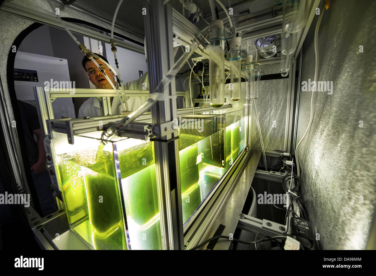 Forscher Nick Sweeney funktioniert Algen Stämme für den Einsatz als erneuerbarer Brennstoff am National Renewable Energy Laboratory 26. April 2013 in Golden, Colorado entwickelt. Stockfoto