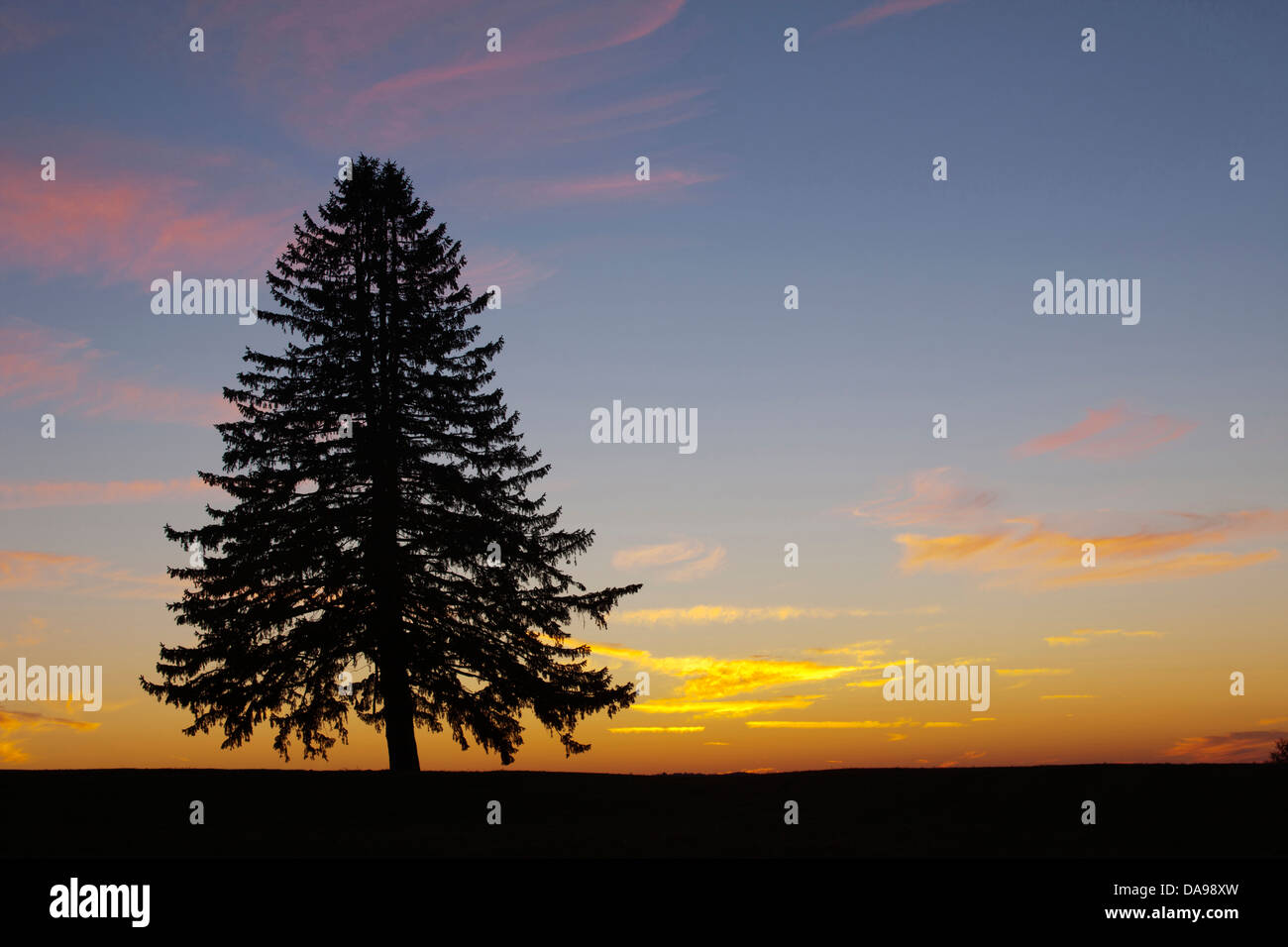 EINZELNE LONE PINE FIR TREE SILHOUETTE Stockfoto