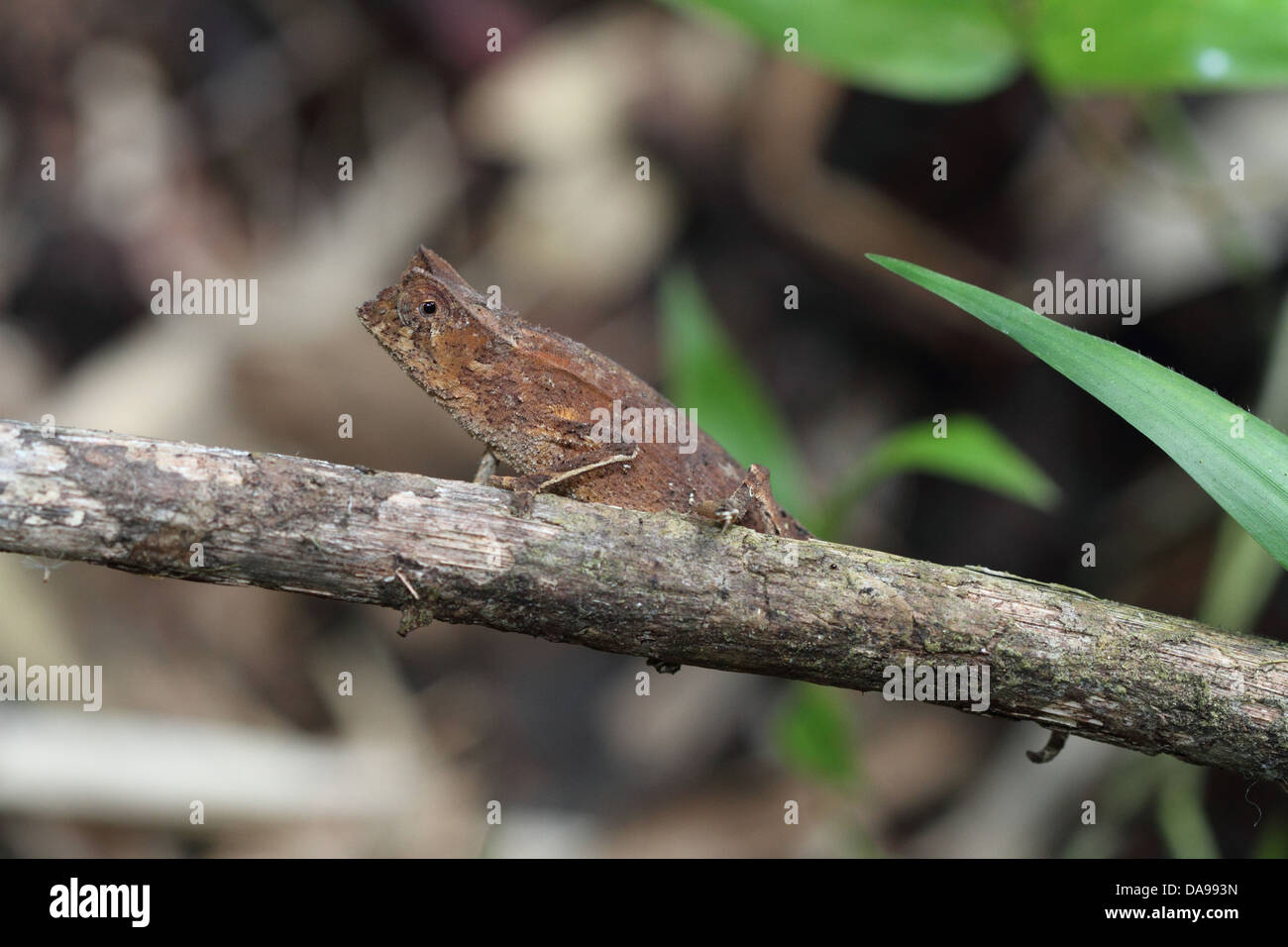 Tier, Reptil, Chamäleon, gehörnten Blatt Chamäleon, Blatt Chamäleon, Squamata, Seite Ansicht, Marojejy, Nationalpark, endemisch, Rainfo Stockfoto