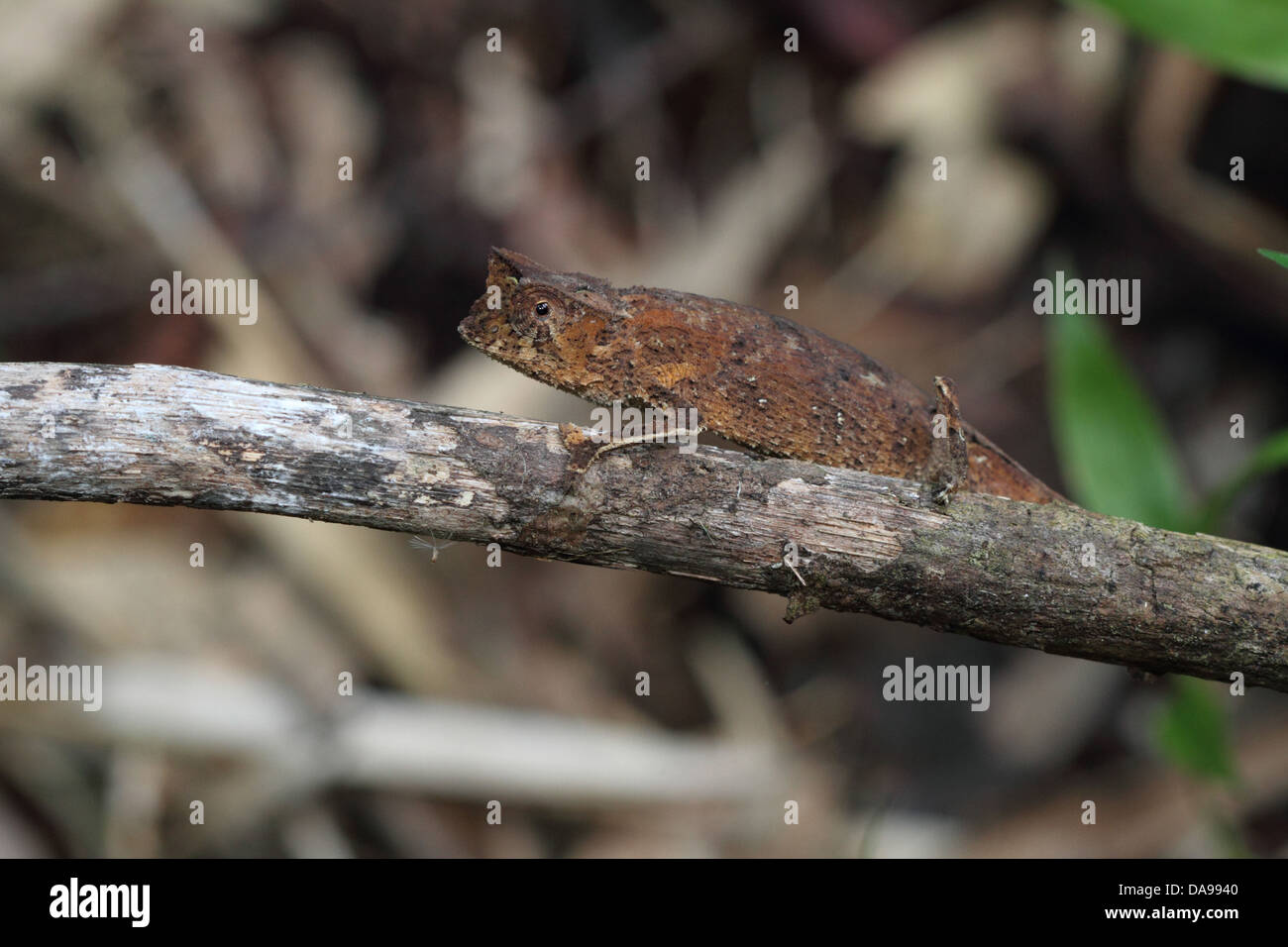 Tier, Reptil, Chamäleon, gehörnten Blatt Chamäleon, Blatt Chamäleon, Squamata, Seite Ansicht, Marojejy, Nationalpark, endemisch, Rainfo Stockfoto