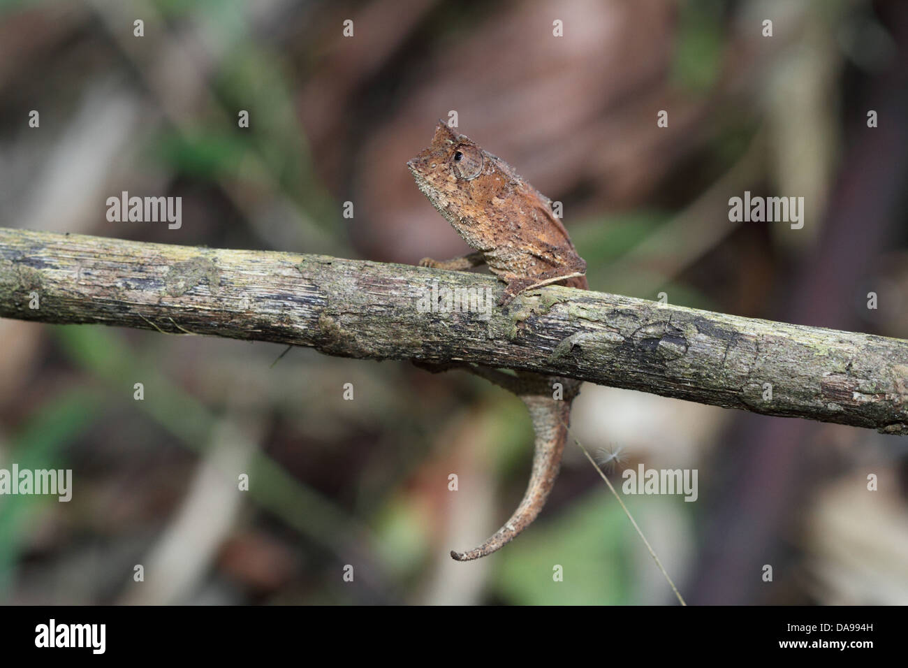 Tier, Reptil, Chamäleon, gehörnten Blatt Chamäleon, Blatt Chamäleon, Squamata, Seite Ansicht, Marojejy, Nationalpark, endemisch, Rainfo Stockfoto