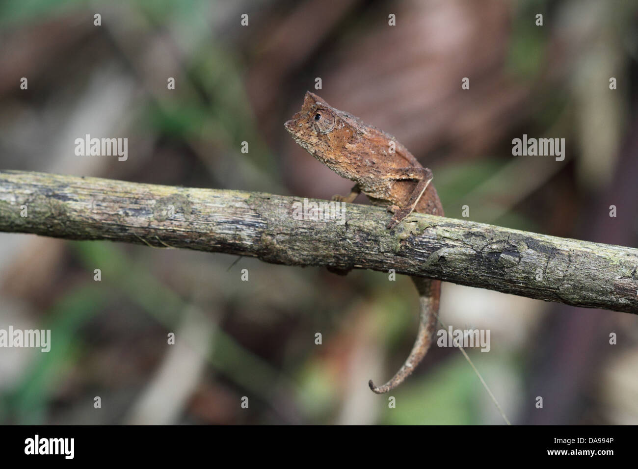 Tier, Reptil, Chamäleon, gehörnten Blatt Chamäleon, Blatt Chamäleon, Squamata, Seite Ansicht, Marojejy, Nationalpark, endemisch, Rainfo Stockfoto