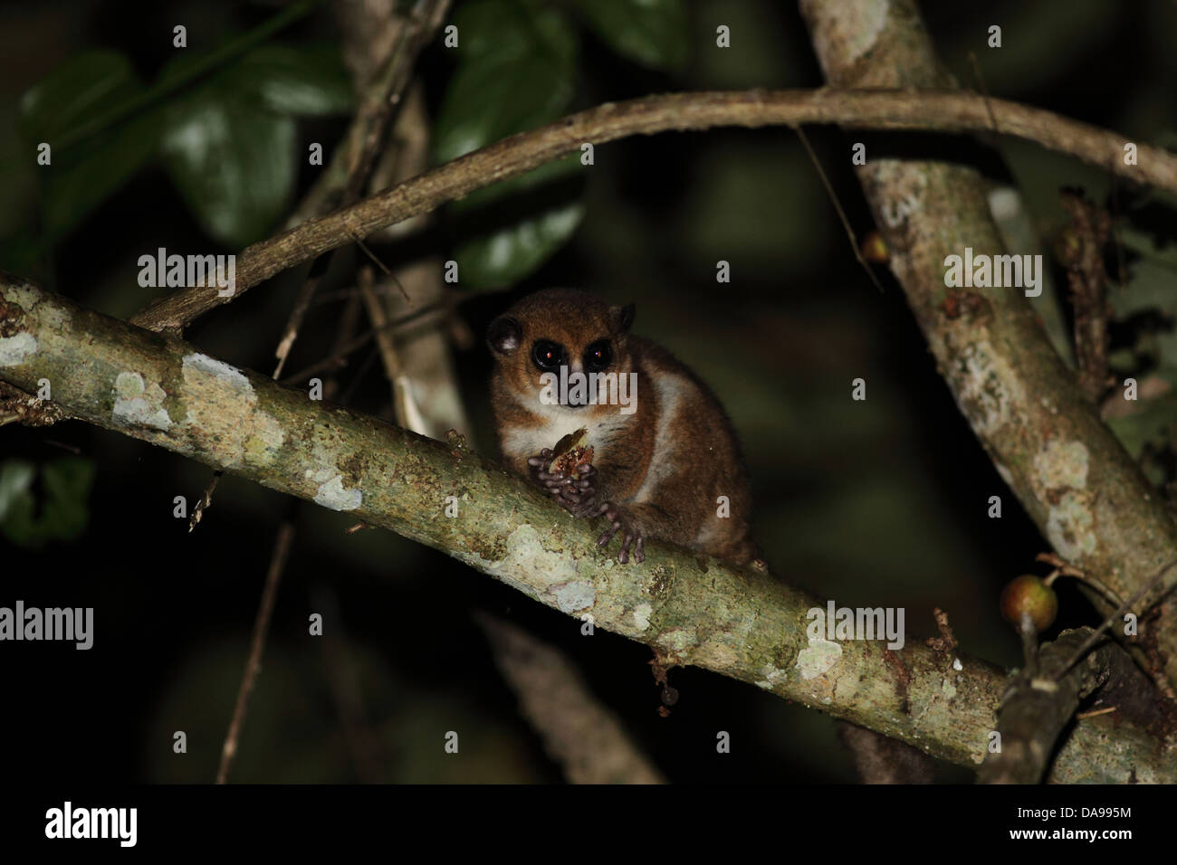 Tier, Primas, Säugetier, Lemur, größere Zwerg Lemur, Geoffroy Zwerg Lemur, endemisch, nachtaktiv, Regenwald, Wald, Marojejy, n Stockfoto