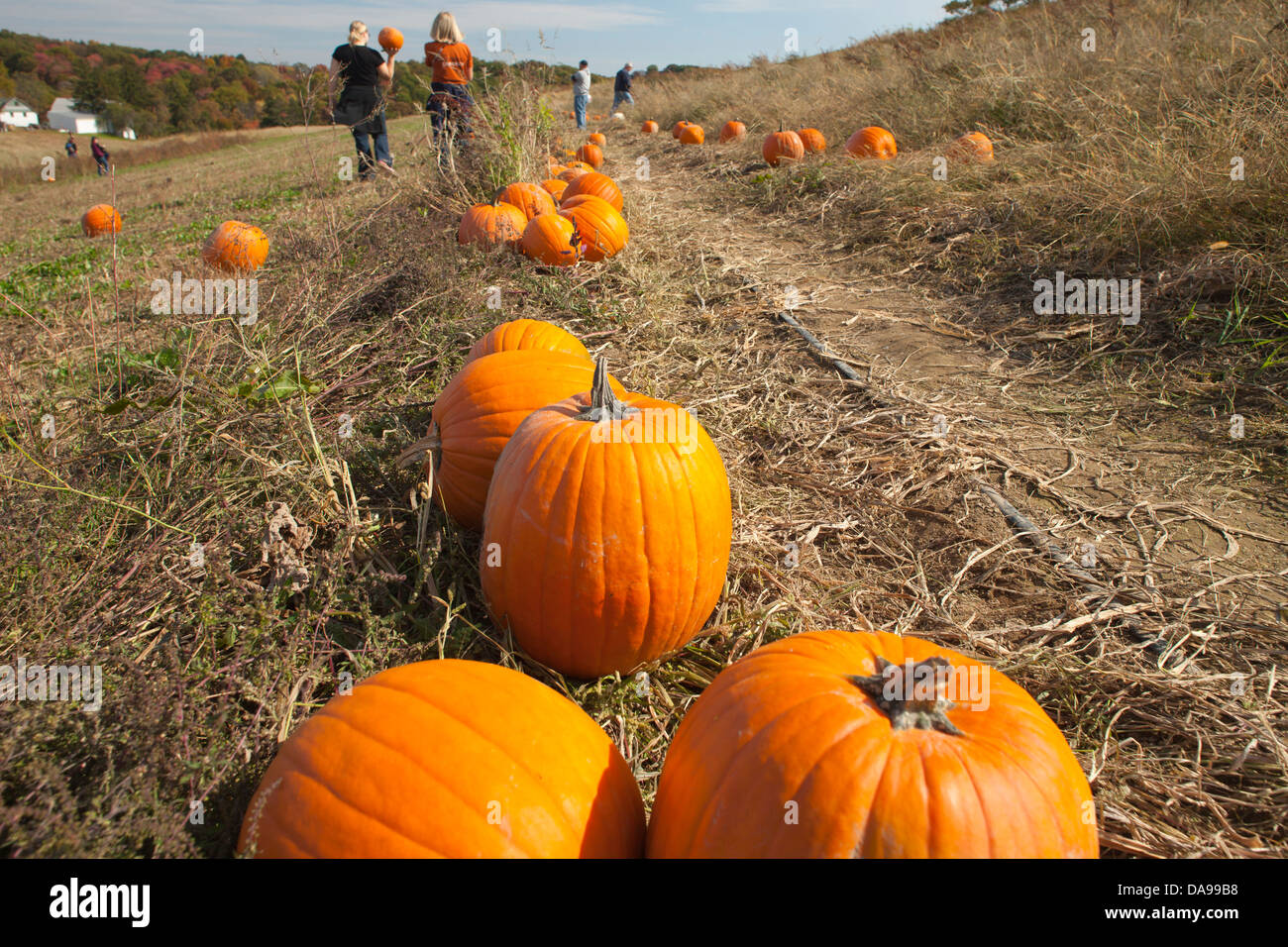 MENSCHEN KOMMISSIONIERUNG KÜRBISSE IM BEREICH SHENOT FARM WEXFORD PENNSYLVANIA USA Stockfoto