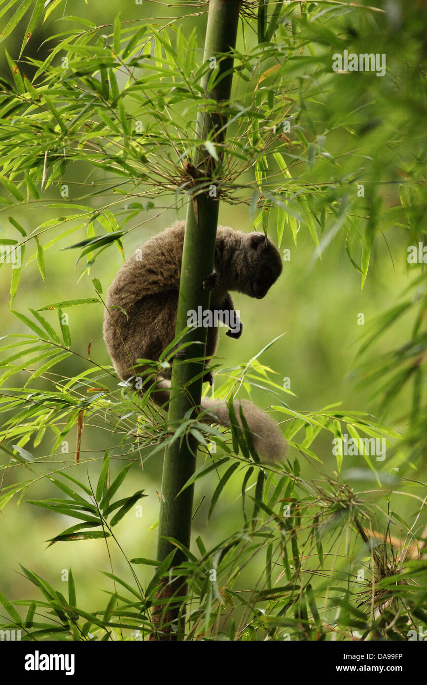 Tier, Säugetier, Lemur, westlichen sanfte Lemur, Sambirano weniger Bambus Lemur, westlichen weniger Bambus Lemur, westlichen grauen Bambus Lem Stockfoto