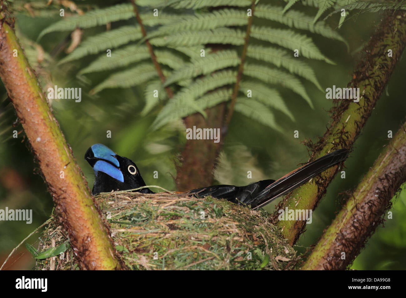 Tier, Vogel, Vanga, Helm Vanga, endemisch, Verschachtelung, Nest, Regenwald, Wald, Marojejy, national Park, Madagaskar, Afrika, Isla Stockfoto