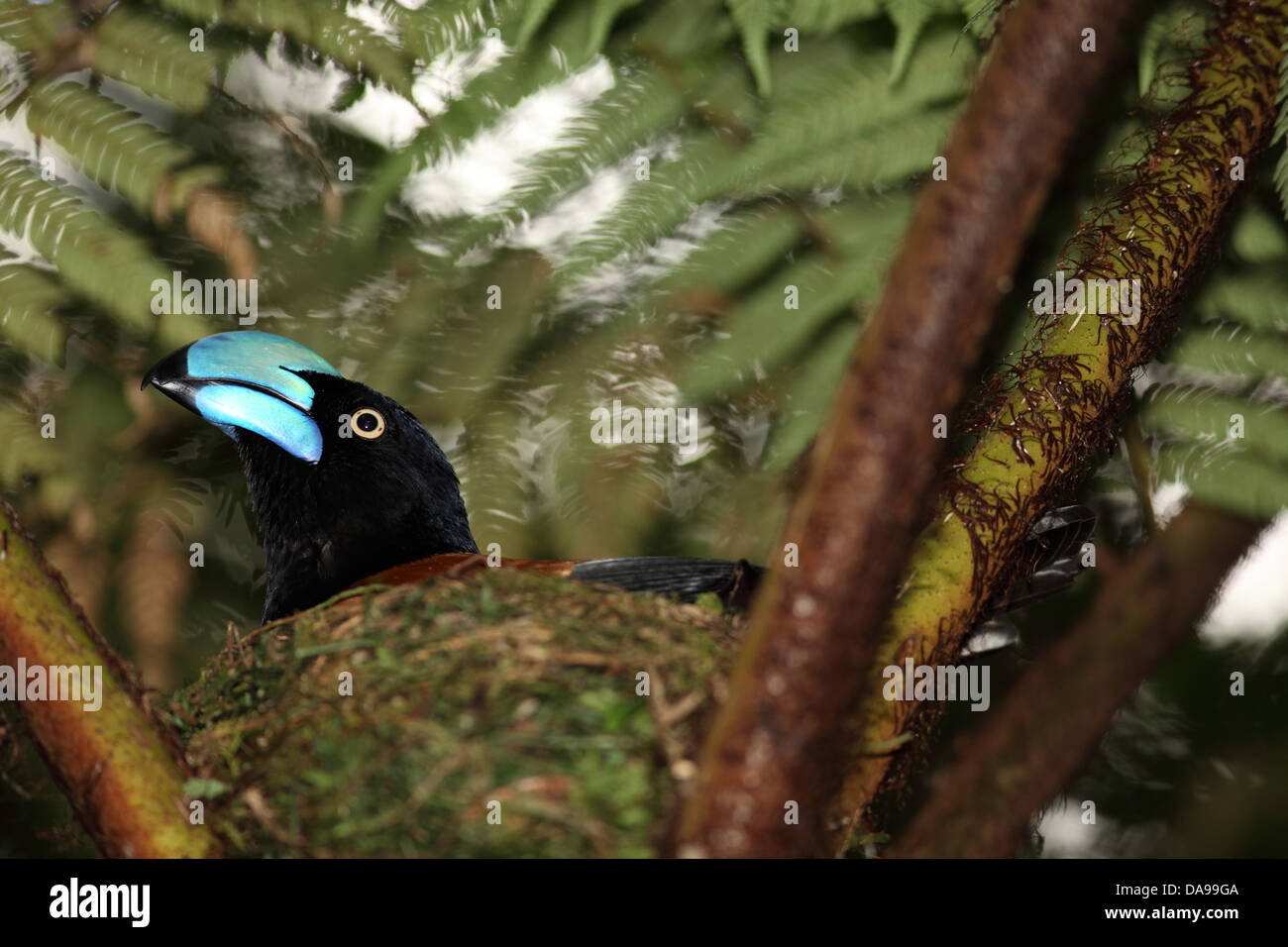 Tier, Vogel, Vanga, Helm Vanga, endemisch, Verschachtelung, Nest, Regenwald, Wald, Marojejy, national Park, Madagaskar, Afrika, Isla Stockfoto