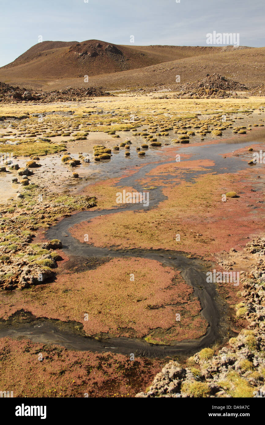 Chile, Nord Chile, Norte Grande, Anden, Altiplano, Südamerika, Lauca Nationalpark, Landschaft, Vegetation, Frühling, Algen, n Stockfoto