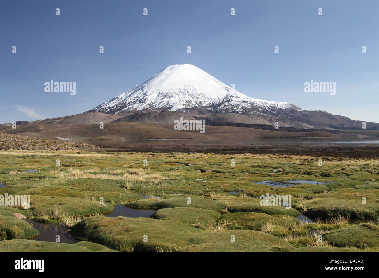 Chile, Nord Chile, Norte Grande, Anden, Altiplano, Südamerika Lauca Nationalpark, Landschaft, Vegetation, Vulkan, Parinac Stockfoto