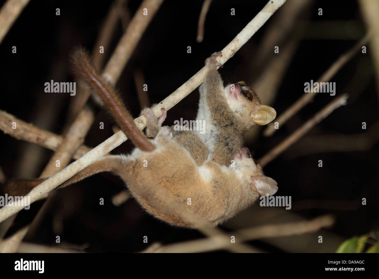 Primas, Säugetier, Tier, Lemur, graue Mausmaki, graue Mausmaki, Lemur, Paarung, endemisch, nächtliche, trocken, Laub, Wald, K Stockfoto