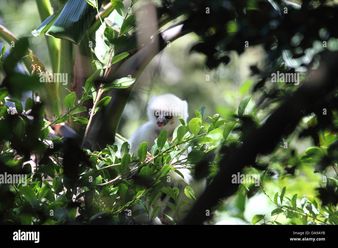 Tier, Primas, Säugetier, Lemur, Sifaka, seidig Sifaka, seidigen Simpona, endemisch, Regenwald, Wald, Marojejy, Nationalpark, Madag Stockfoto