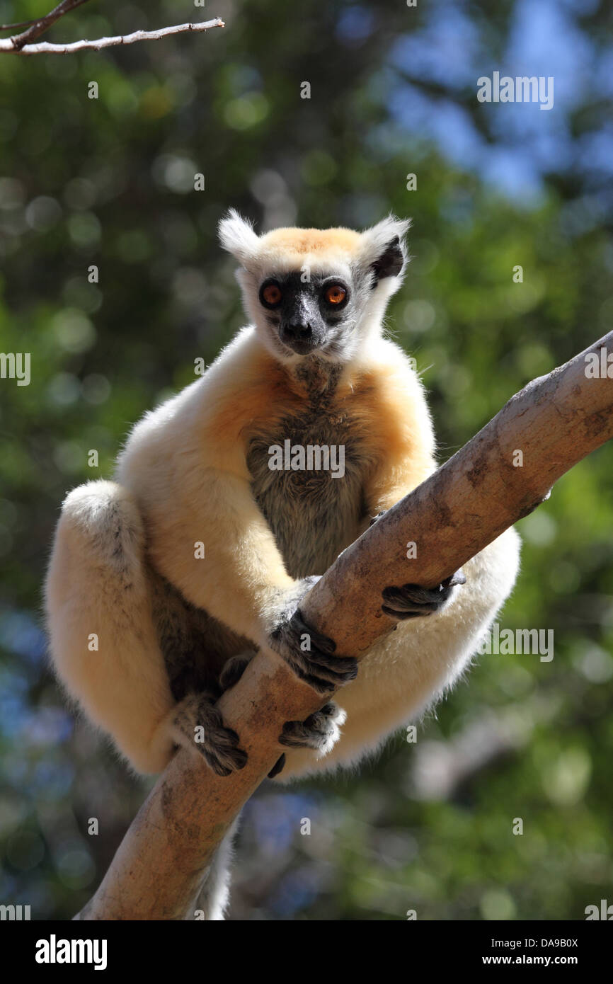 Tier, Primas, Säugetier, Lemur, Sifaka, Tattersall Sifaka, Golden-gekrönter Sifaka, endemisch, nächtliche, trocken, Laub, Wald, Stockfoto