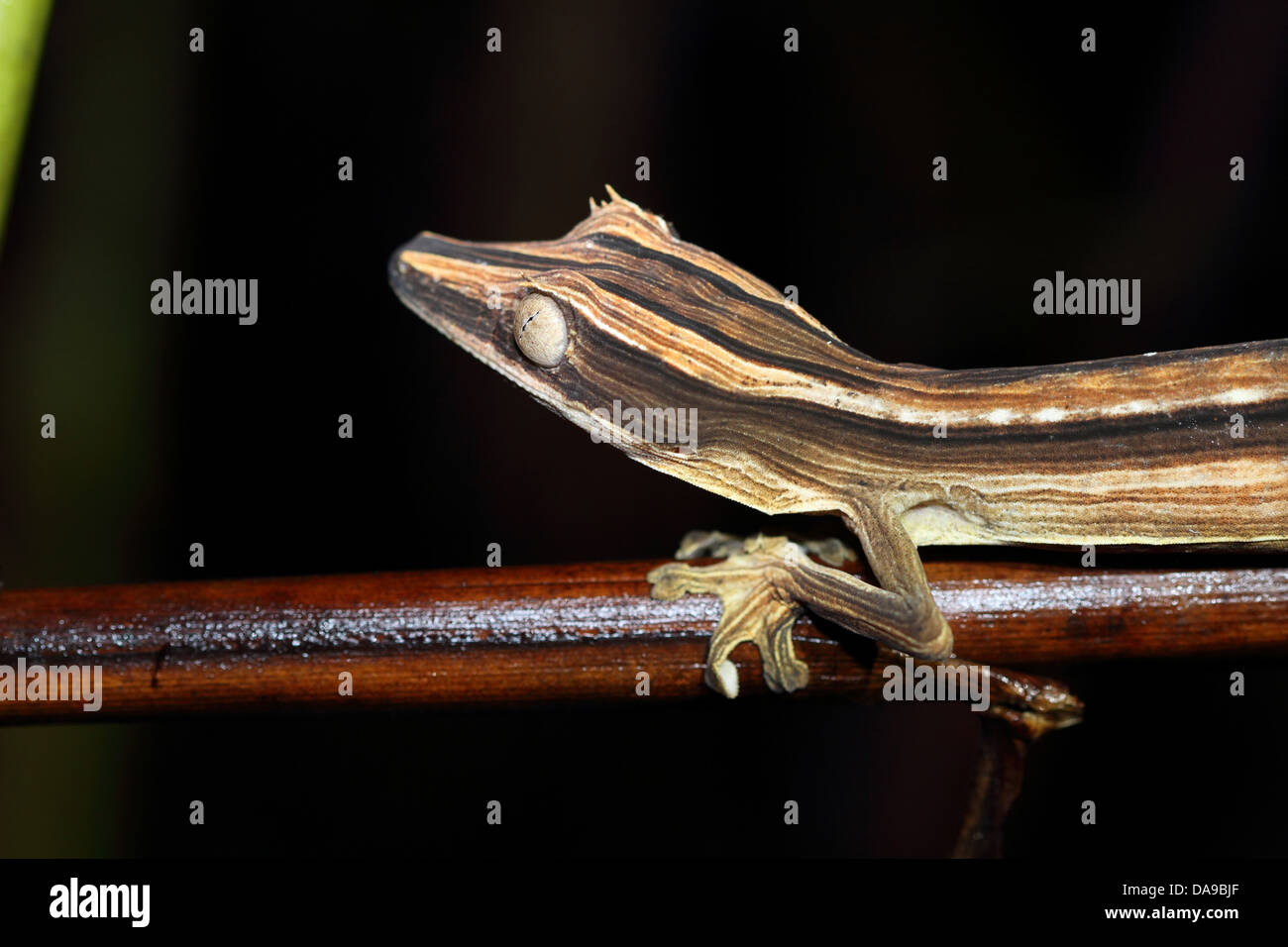 Tier, Reptil, gefüttert-Blatt-Tail Gecko, Gecko, Blatt-tailed Gecko, Seitenansicht, nachtaktiv, Marojejy, Nationalpark, endemisch, Rainfo Stockfoto