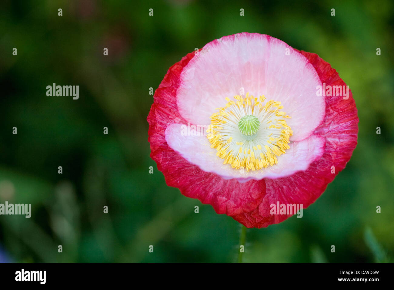 Papaver Rhoeas. Nahaufnahme der Blüte der Shirley Mohn. Stockfoto