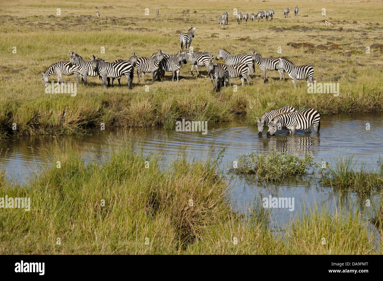 Burchell Zebras trinken am Wasserloch, Masai Mara, Kenia Stockfoto