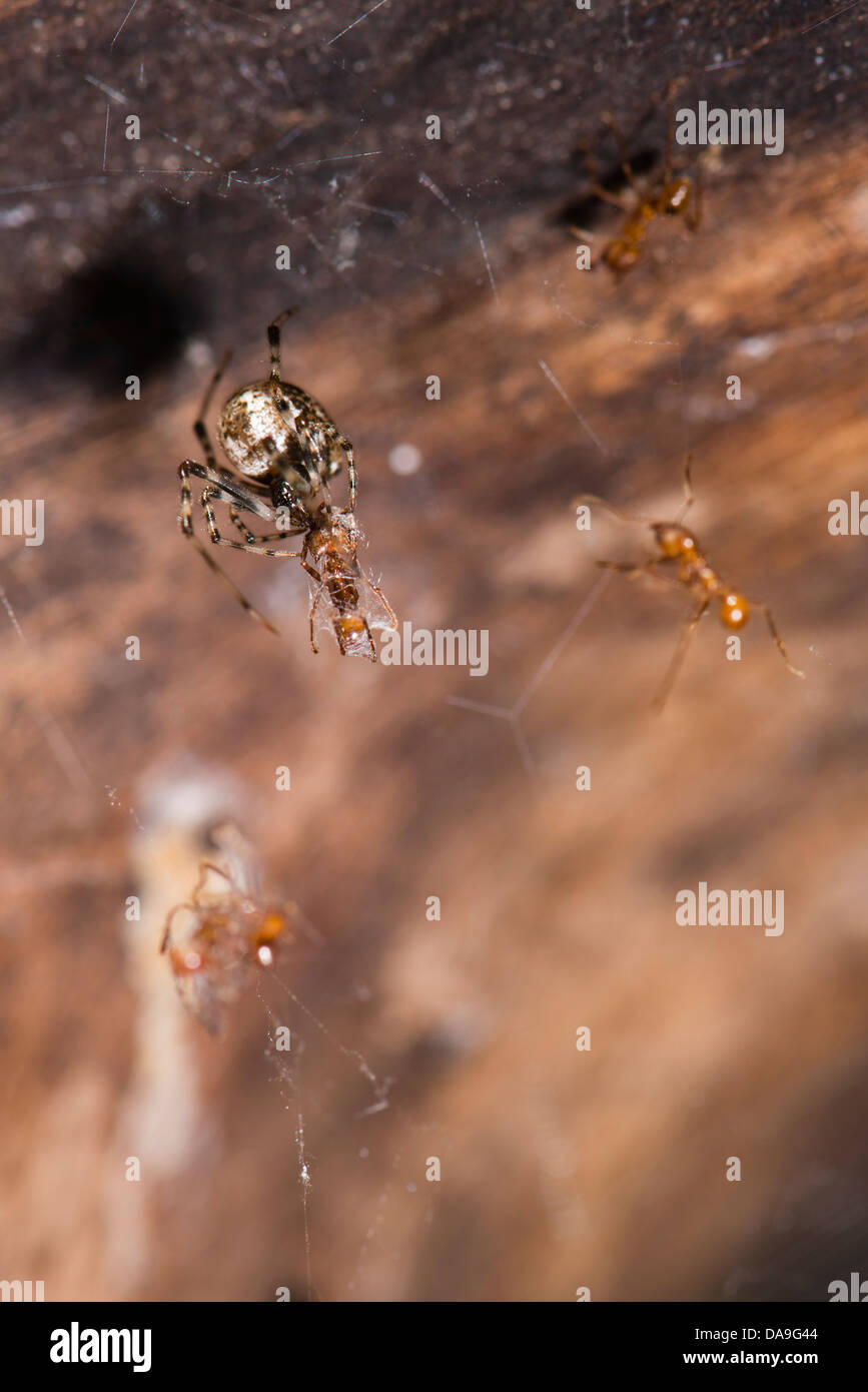 Ein Orb Spider ernähren sich von Blattschneiderameisen Stockfoto