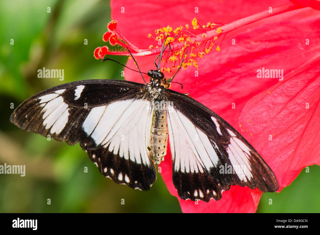Eine afrikanische Schwalbenschwanz Schmetterling Fütterung Stockfoto