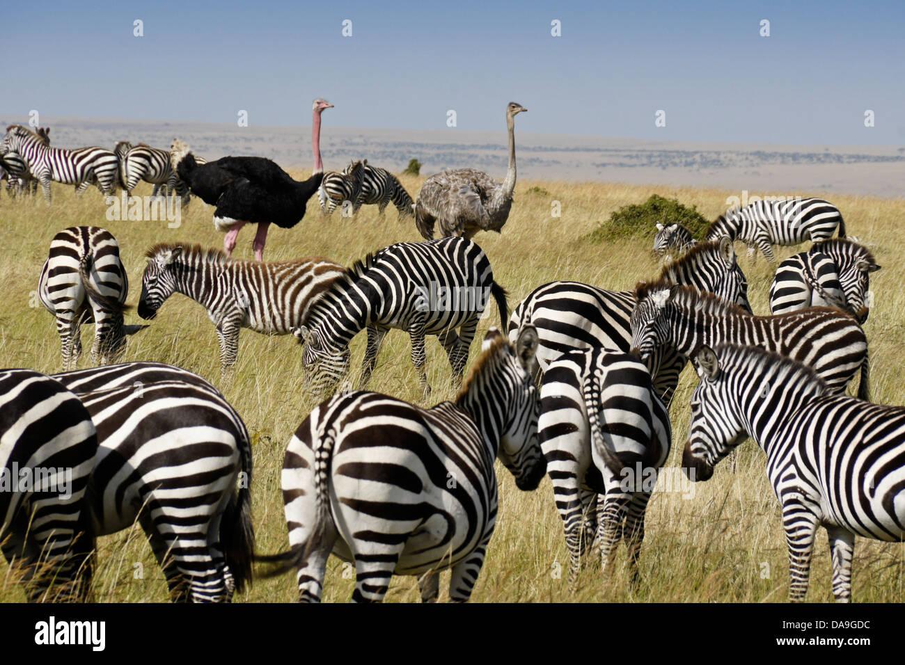 Burchell Zebras und Masai Strauße, Masai Mara, Kenia Stockfoto